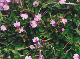 ムラサキサギゴケ