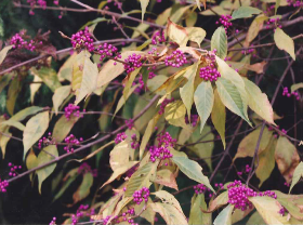 ムラサキシキブ