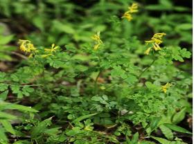 ナガミノツルケマン