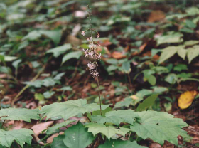 オクモミジハグマ