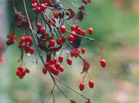 オトコヨウゾメ