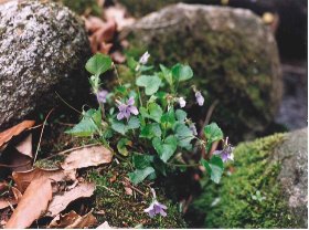 タチツボスミレ