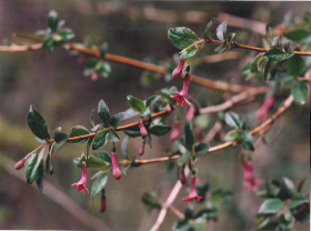 ウグイスカグラ