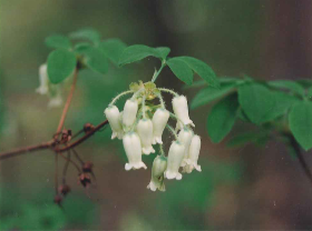 ウスギヨウラク