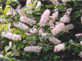 ウワズミザクラ