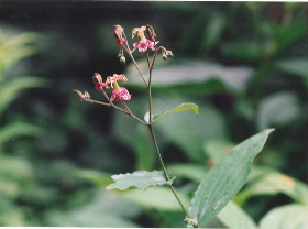 ヤマホトトギス