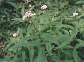 ヨツバヒヨドリ