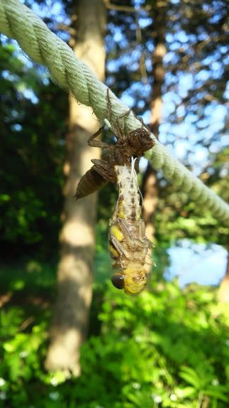 オニヤンマの羽化の様子